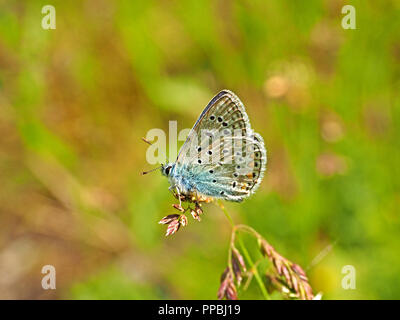 Papillon Bleu commun (Polyommatus icarus) reposant sur gass seedhead avec un fond vert dans l'Ariège Pyrénées, France Banque D'Images