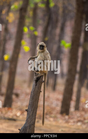 Langurs gris, langurs sacrés indiens, langurs Hanuman ou langurs, l'Ancien Monde portrait originaire du sous-continent indien à bandhavgarh forest Banque D'Images
