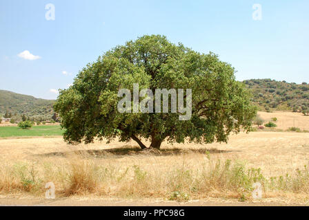 Seul grand arbre sur le terrain sec Banque D'Images