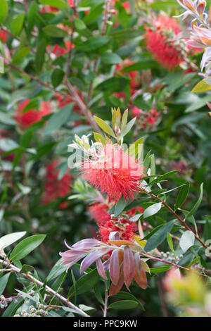 Callistemon fleurs. Banque D'Images