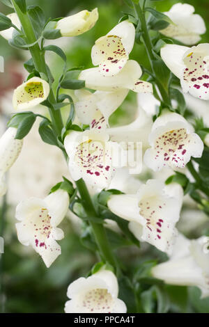 Digitalis purpurea 'Dalmatian Crème fleurs. Banque D'Images