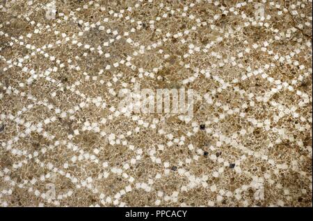 Époque Romaine. L'Opus signinum paviment. 1er siècle av-1e siècle AD. Zone du port d'une carrière. Détail. Tarragone. Musée Archéologique National. Tarragone. L'Espagne. Banque D'Images