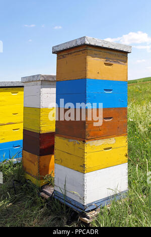 Les ruches en bois peint avec des abeilles à miel Banque D'Images