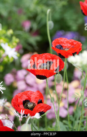 Papaver commutatum fleurs. Coccinelle coquelicot. Banque D'Images