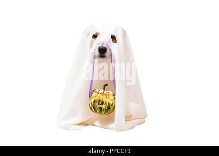 Chien sous couverture comme drôle Halloween Ghost holding Jack O'lantern citrouille sculptée Banque D'Images