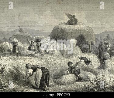 L'agriculture. La tonte. Gravure, 19ème siècle. Banque D'Images