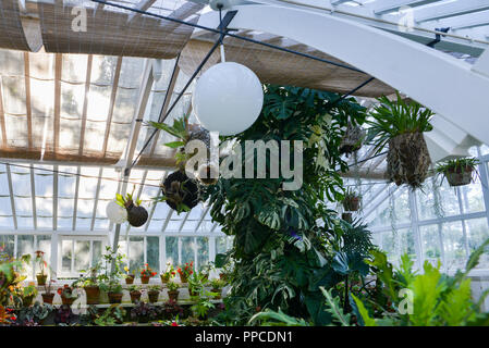 Les plantes tropicales dans une serre de jardin botanique. Banque D'Images