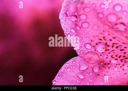 Macro close-up d'un rhododendron rose pétale de fleur avec des gouttelettes et copie grand espace. Toile floral ou d'arrière-plan. Banque D'Images