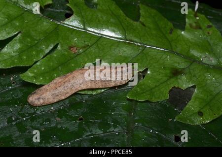 Une limace (cassandre, peut-être Pseudoveronicella Veronicellidae famille sp) sur les feuilles de nuit dans la réserve forestière d'Atewa Range, au Ghana, en Afrique de l'Ouest Banque D'Images