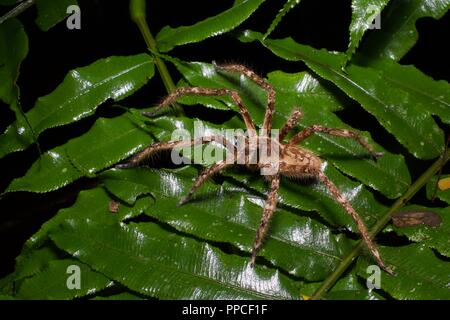 Une araignée huntsman (famille des Sparassidae) sur les frondes de fougère dans la nuit dans la réserve forestière d'Atewa Range, au Ghana, en Afrique de l'Ouest Banque D'Images