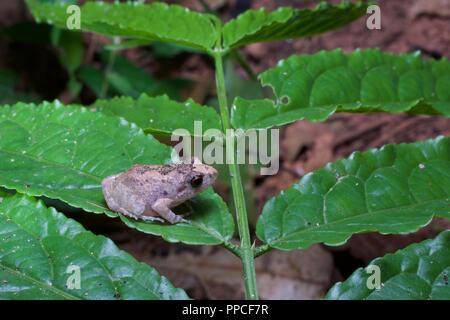 Un squeaker frog (Arthroleptis sp.) sur une feuille dans la nuit dans la réserve forestière de Bobiri, Ghana, Afrique de l'Ouest Banque D'Images