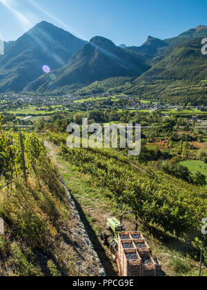 Temps de récolte au vignoble biologique des Granges avec vue sur la ville de Fenis dans la vallée d'Aoste, en Italie Banque D'Images