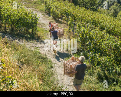 Déplacement des plateaux vides pendant la récolte au vignoble biologique les Granges dans la vallée d'Aoste, NW Italie Banque D'Images