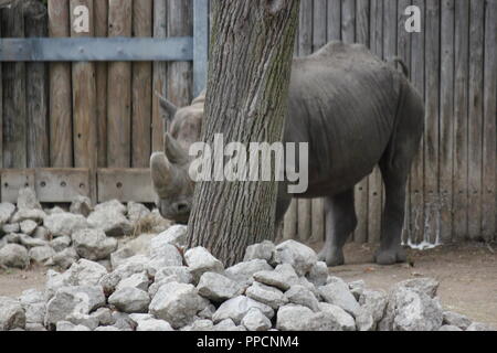 En danger critique, le rhinocéros noir, Diceros bicornis, étant timide et se cachant derrière un arbre le jour d'automne ensoleillé, D. bicornis. Banque D'Images