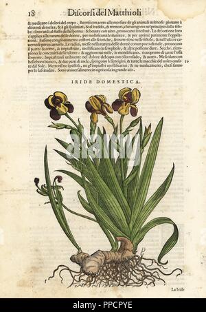 Lily Blackberry, Iris domestica. Gravure sur bois coloriée par Wolfgang Meyerpick après une illustration par Giorgio liberale de Pietro Andrea Mattioli's Discorsi di P.A. Matthioli sw je sei libri della Materia Medicinale di Anazarbeo Pedacio Dioscoride (Commentaire sur la Materia Medica de Dioscoride), Vincenzo Valgrisi, Venise, 1568. Banque D'Images