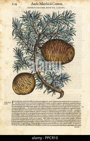 Cèdre du Liban, Cedrus libani. Gravure sur bois coloriée par Wolfgang Meyerpick après une illustration par Giorgio liberale de Pietro Andrea Mattioli's Discorsi di P.A. Matthioli sw je sei libri della Materia Medicinale di Anazarbeo Pedacio Dioscoride (Commentaire sur la Materia Medica de Dioscoride), Vincenzo Valgrisi, Venise, 1568. Banque D'Images