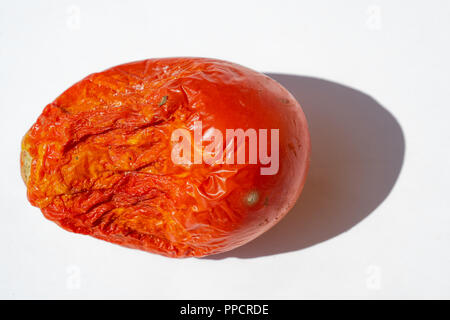 Tomates biologiques dans le soleil Banque D'Images