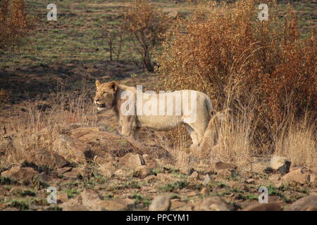 Lionne en déplacement dans le Parc National de Pilanesberg Banque D'Images