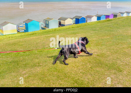 Heureux et en santé solide Staffordshire Bull Terrier noir portant un faisceau rouge sur une longue laisse rétractable sur l'herbe verte en face de cabanes de plage aller fo Banque D'Images