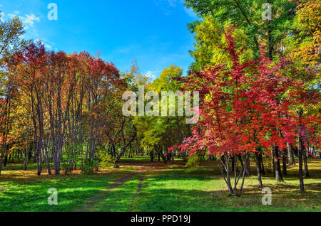 Petit coin d'automne parc de la ville avec le chemin à travers les arbres avec pelouse entre le feuillage multicolore rouge et arbres rowan - paysage d'automne à bright su Banque D'Images