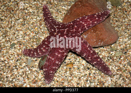 L'Etoile des ocres Pisaster ochraceus Banque D'Images