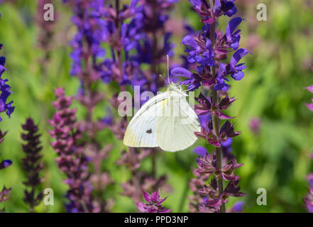 Papillon du chou (Pieris brassicae) sucer sur un papillon de nectar de fleur sauge sauvage Banque D'Images