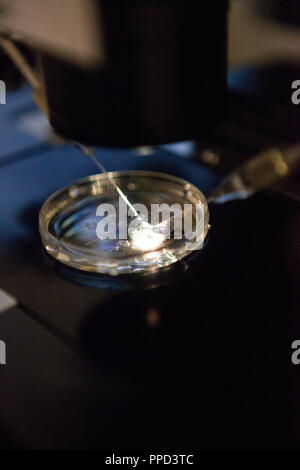 L'objet 'gel' à la Munich Kinderwunschzentrum an der Oper : La photo montre un employé qui effectue la fécondation artificielle au micromanipulateur. Banque D'Images