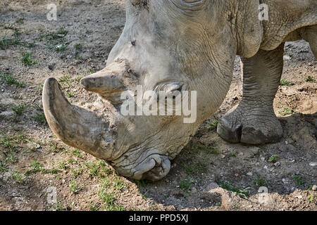 Une vue rapprochée de la tête et les cornes d'un rhinocéros noir de l'adulte de grande taille. Banque D'Images