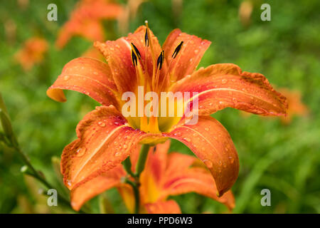 Nénuphar orange avec des gouttes de pluie sur ses pétales et des étamines détaillées, tourné un jour couvert avec un bokeh vert et des notes d'orange en arrière-plan. Banque D'Images