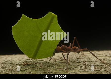 Une coupe des feuilles (fourmi Atta cephalotes) le transport d'un segment de coupure d'une feuille de retour de son nid dans la forêt amazonienne. Banque D'Images