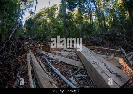 Un site d'exploitation forestière dans la région de Madre de Dios, au Pérou. L'exploitation forestière illégale est une énorme menace pour la forêt amazonienne. Ici un arbre feuillu a été abattu. Banque D'Images