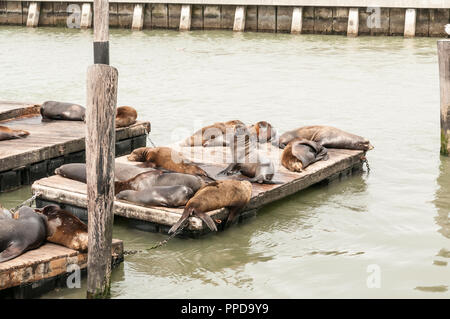 San Francisco, Californie - le 26 septembre 2018. Les Lions de mer se prélassent sur un quai de San Francisco près de Pier 39. Banque D'Images