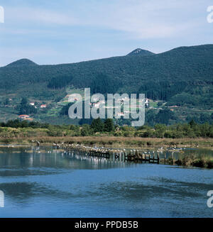 Pays basque. Réservation de la biosphère d'Urdaibai. Zone naturelle qui comprend la portion de littoral entre Cabo Matxitxako, en Bermeo, et Punta de Arbolitz, à côté de la rivière Oka Elantxobe, bassin et le mont Oiz. MARISMA dans la zone centrale de ? ?le parc. Province de Vizcaya. Banque D'Images