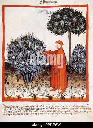 Tacuinum Sanitatis. Santé médiévale Manuel, datée d'avant 1400, la base d'observations d'ordre médical détaillant les aspects les plus importants d'aliments, de boissons et de l'habillement. La récolte de l'homme l'absinthe. Miniature. Folio 37r. Banque D'Images