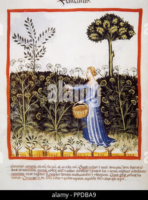 Tacuinum Sanitatis. Santé médiévale Manuel, datée d'avant 1400, la base d'observations d'ordre médical détaillant les aspects les plus importants d'aliments, de boissons et de l'habillement. La cueillette paysanne fenouil. Miniature. Folio 41v. Banque D'Images