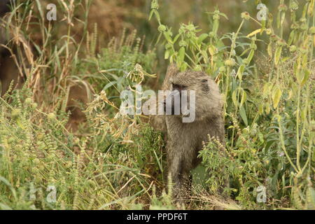 Les babouins dans NP Tarangire, Tanzanie Banque D'Images