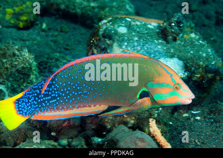 Sériole coris Coris gaimard, Bali, Indonésie. Banque D'Images