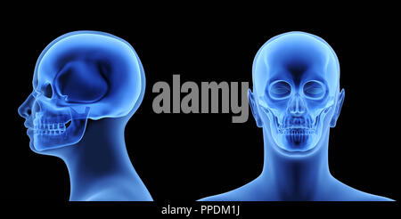 Le corps humain - Crâne. X-Ray Effet. 3D illustration