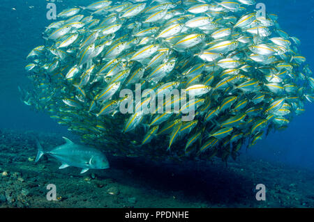 Géant, Caranx ignobilis, prédateurs sur Smoothtail leptalopsis les carangues, Selaroides, Bali Indonésie. Banque D'Images