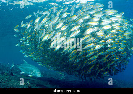 Géant, Caranx ignobilis, prédateurs sur Smoothtail leptalopsis les carangues, Selaroides, Bali Indonésie. Banque D'Images