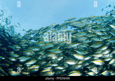 Leptalopsis Smoothtail les carangues, Selaroides, Bali Indonesia. Banque D'Images