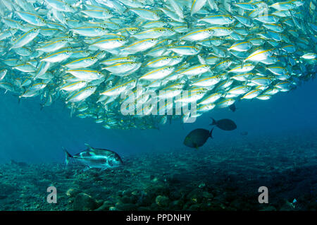 Géant, Caranx ignobilis, prédateurs sur Smoothtail leptalopsis les carangues, Selaroides, Bali Indonésie. Banque D'Images