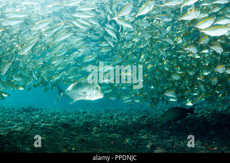 Géant, Caranx ignobilis, prédateurs sur Smoothtail leptalopsis les carangues, Selaroides, Bali Indonésie. Banque D'Images