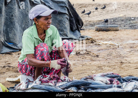 Negombo Sri Lanka 24 Juillet 2017 - vieille femme en train de nettoyer le poisson le long du bord de mer à Negombo Banque D'Images