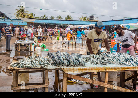 Negombo Sri Lanka 24 Juillet 2017 - Homme à la vente du poisson au marché aux poissons de Negombo Banque D'Images