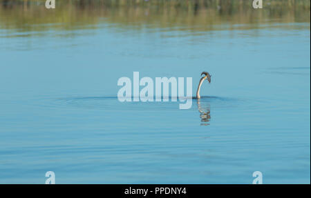 Grande Aigrette Ardea alba attrapé un poisson , Mary River Wetlands, Katherine, Territoire du Nord, Australie Banque D'Images