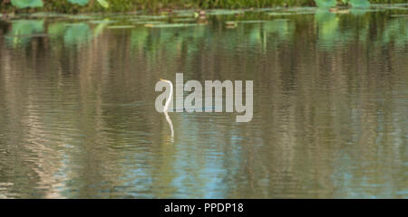 Grande Aigrette Ardea alba, Mary River Wetlands, Katherine, Territoire du Nord, Australie Banque D'Images