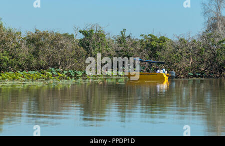 Safari bateau flottant sur des zones humides la Mary River Wetlands, Katherine, Territoire du Nord, Australie Banque D'Images