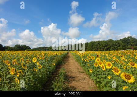 Un chemin de terre mène à travers un champ de tournesol en été sous un ciel bleu et nuages Banque D'Images