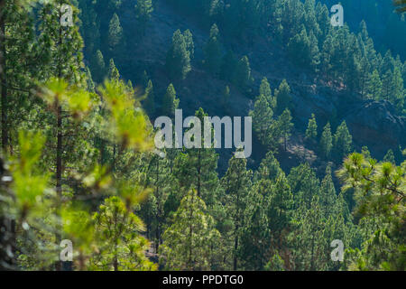 Le pin canarien, Roque Nublo, montagne sacrée Tirajana ravin, Gran Canaria Island, les îles Canaries, Espagne, Europe Banque D'Images